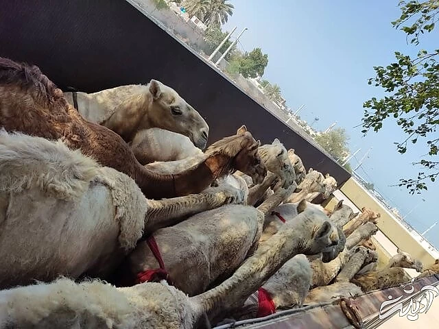 مسافران پرحاشیه گمرک را بشناسید/ این بار سر و کله شتران قطری پیدا شد!/ عکس